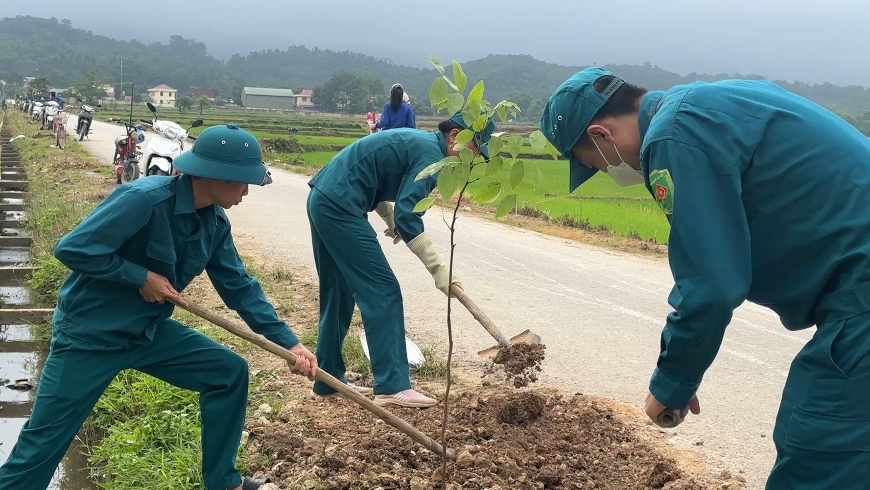 XÃ THANH AN TRỒNG MỚI 300 CÂY MUỒNG HOÀNG YẾN